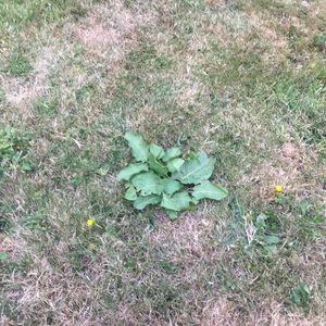 Meet your Posher, Angel